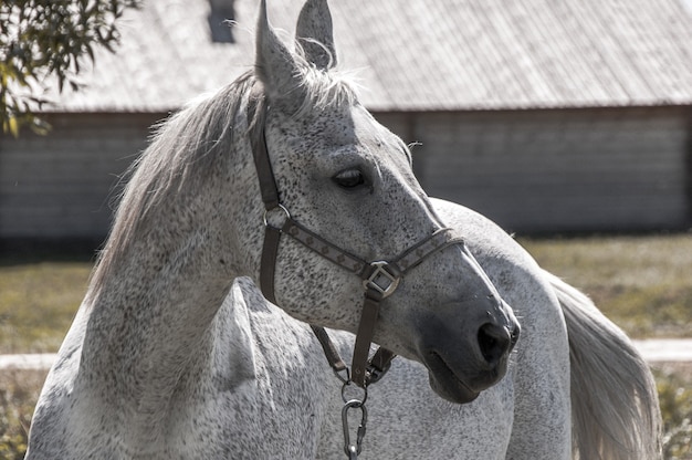 Cavalo branco ao lado do.