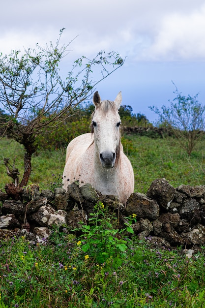 Cavalo branco atrás de um muro de pedra