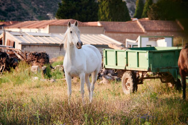 Cavalo branco correndo em uma fazenda