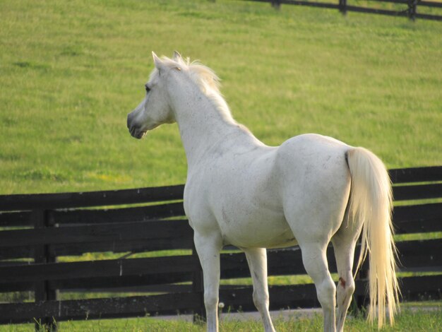 Foto cavalo branco de pé no rancho