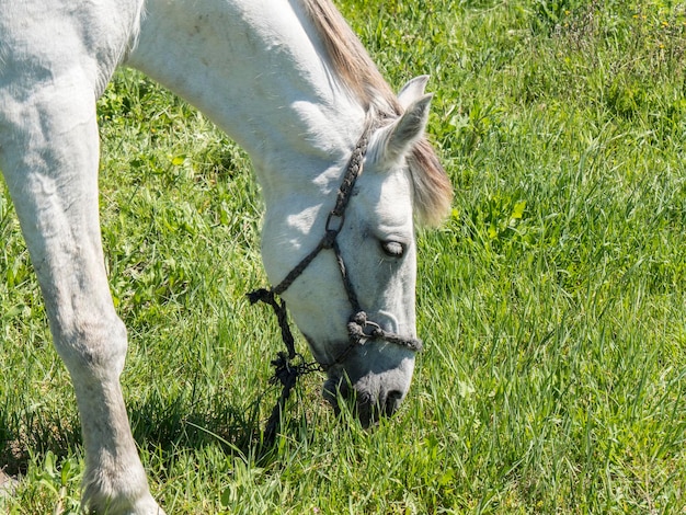 Cavalo branco em campo em dia ensolarado