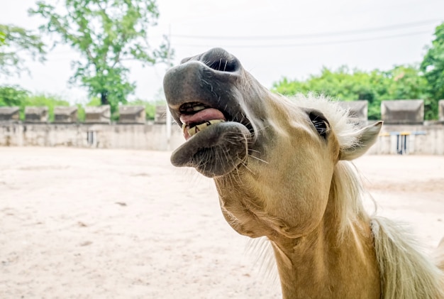 Cavalo branco em grito de fazenda berrar