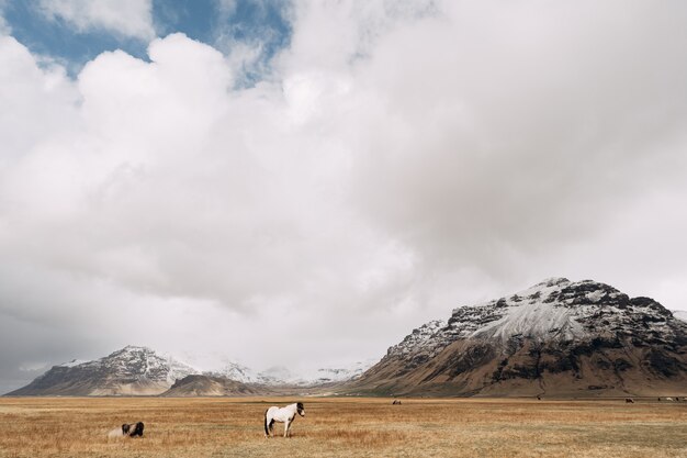 Cavalo branco em um fundo de montanhas rochosas cobertas de neve e nuvens brancas em um céu azul