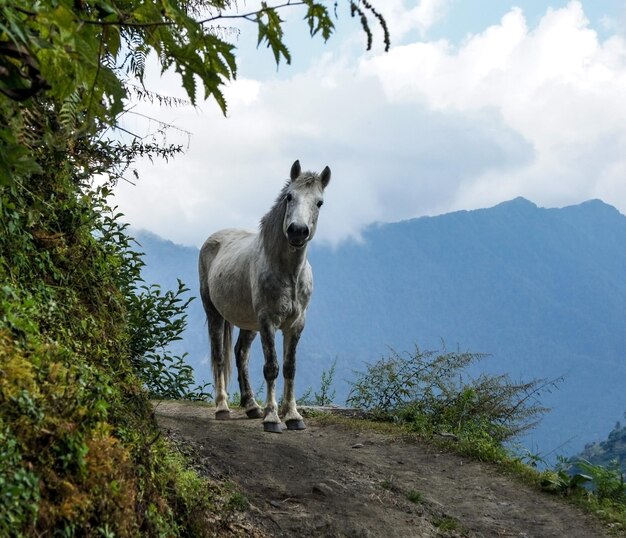 Cavalo branco em uma trilha de montanha no Nepal, olhando para fora da curva