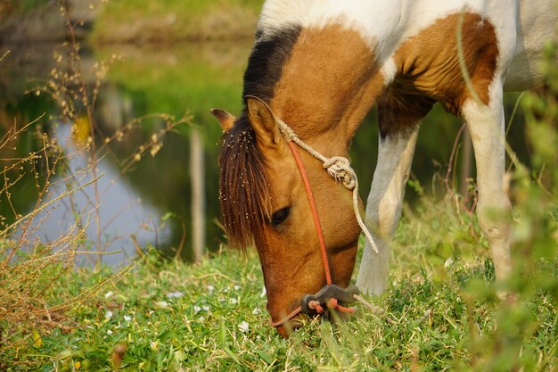 Cavalo branco misturado marrom está comendo grama perto dos pântanos