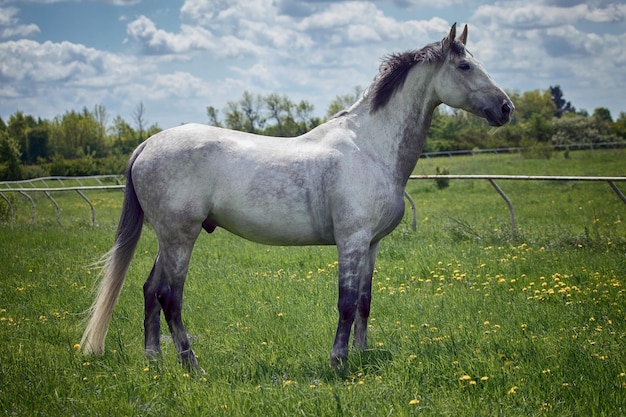 cavalo branco no campo comendo grama