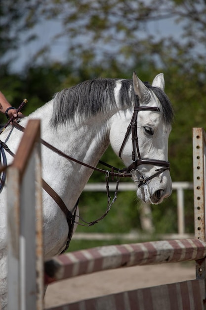 Cavalo branco no campo de treinamento