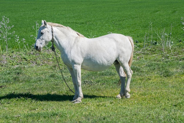 Cavalo branco no campo