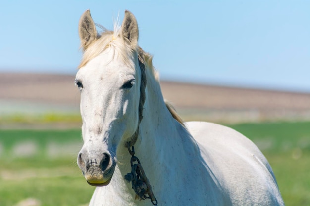 Cavalo branco no campo