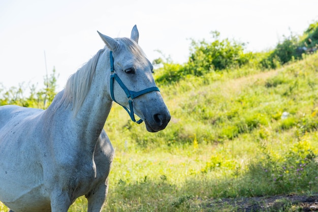 Cavalo branco no pasto, comendo grama.