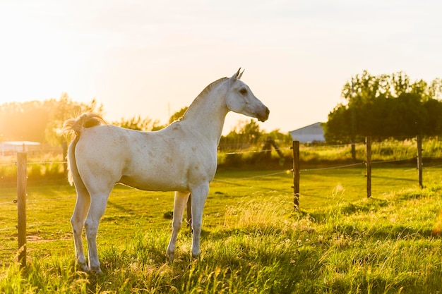 Cavalo branco no Prado ao pôr do sol