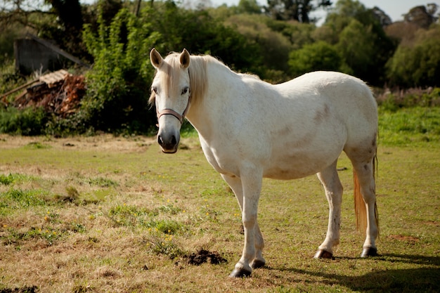 Cavalo branco no prado