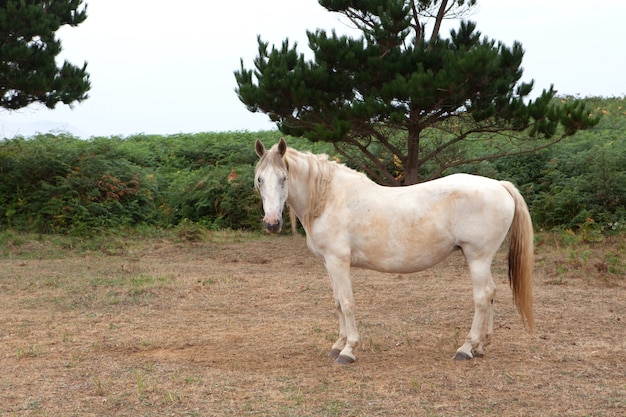 Cavalo branco no prado