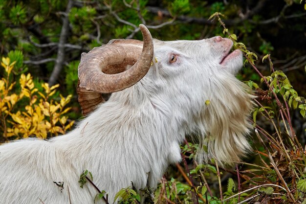 Foto cavalo branco num campo .