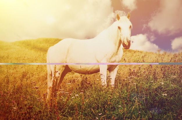 Cavalo branco pasta nas montanhas