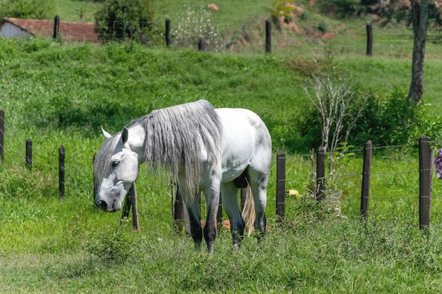 Cavalo branco pastando. Foco seletivo.