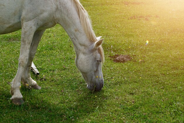 cavalo branco pastando no pasto na montanha