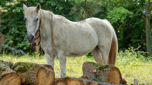 Cavalo branco pastando no pasto