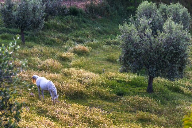 Cavalo branco se alimentando no campo em um pomar de oliveiras da Toscana, Itália