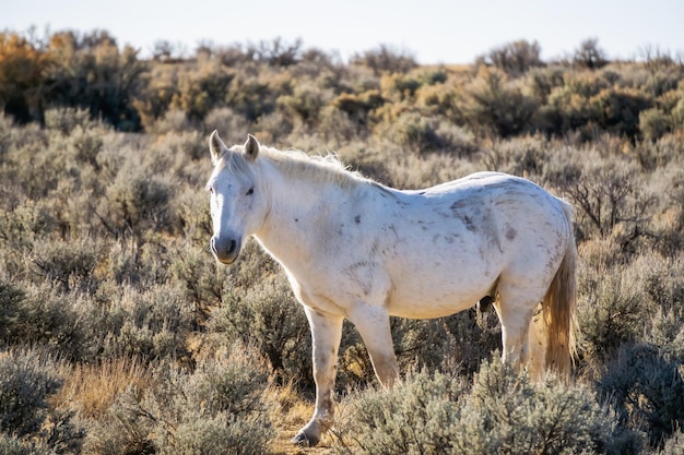 Cavalo branco selvagem no deserto do Novo México