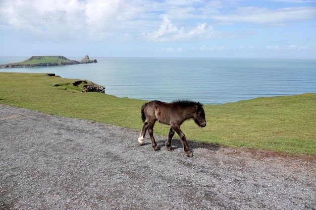 Foto cavalo caminhando ao longo de três falésias baía