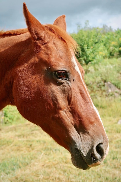 Foto cavalo castanho ao ar livre