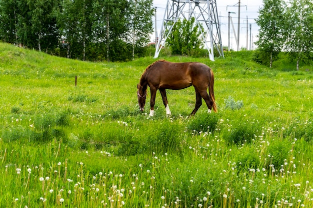 Foto cavalo castanho caminha no campo no verão