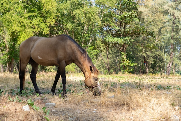 Cavalo castanho comendo grama