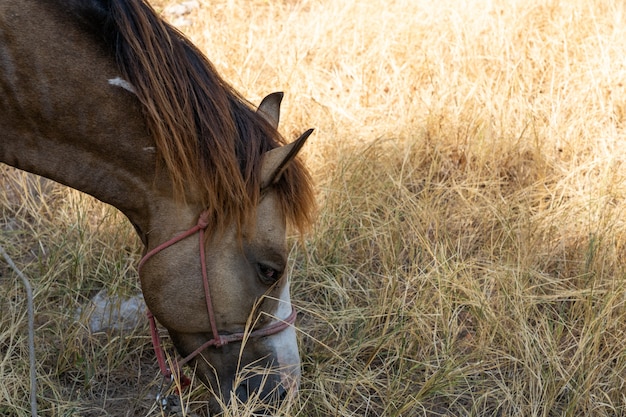 Cavalo castanho comendo grama