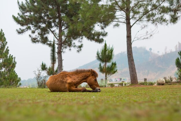 Cavalo castanho deitado no campo