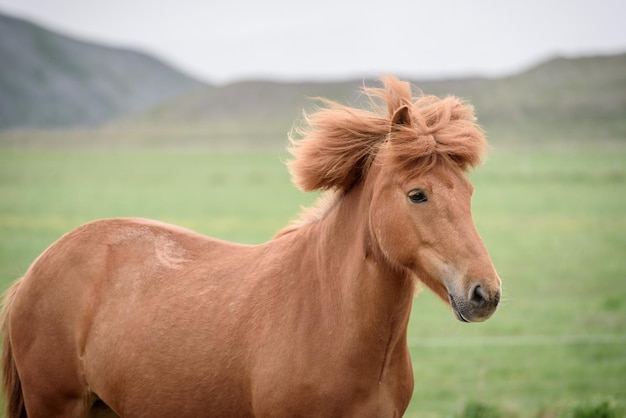 Cavalo castanho em um pasto na Islândia