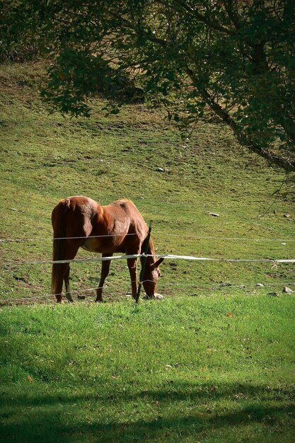 Cavalo castanho em um pasto