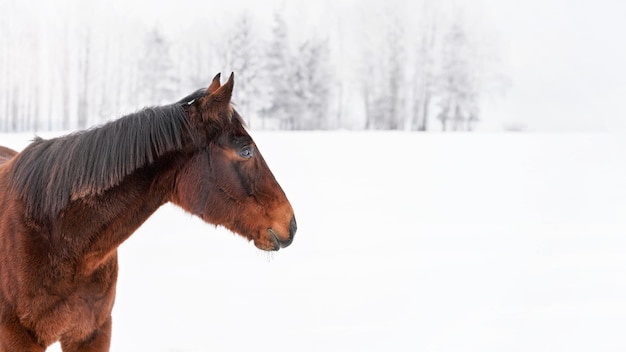 Cavalo castanho escuro parado no campo coberto de neve, detalhe na cabeça, espaço vazio para o lado direito do texto