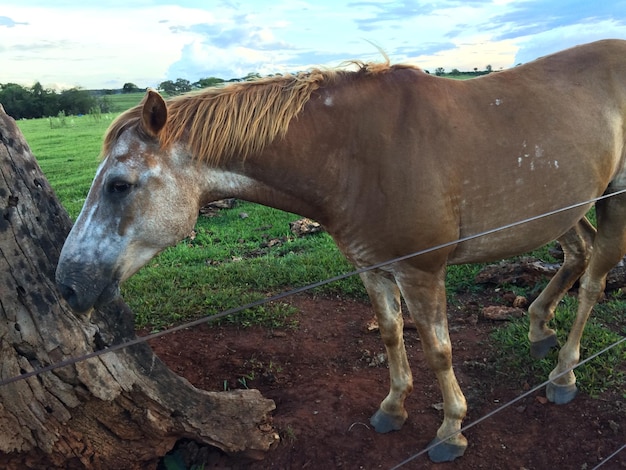 Cavalo castanho na fazenda
