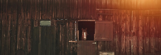 Cavalo castanho no estábulo