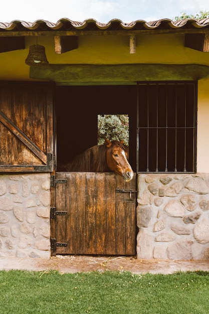 Foto cavalo castanho olhando pela janela