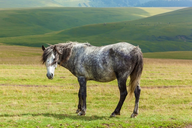 Cavalo cinza malhado em pé em um campo, colinas no fundo