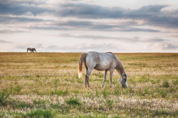 Cavalo cinza pastando no campo