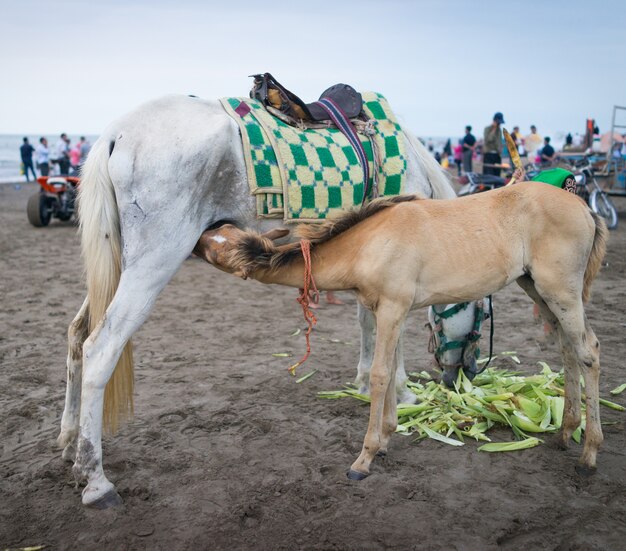 Cavalo com bebê