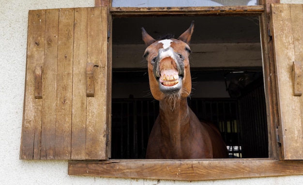 Cavalo com casaco escuro relincha e mostra os dentes enfiando a cabeça para fora da janela no estábulo