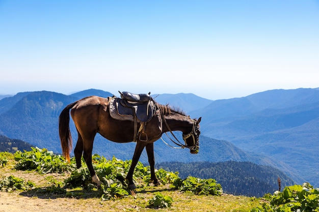 Cavalo com sela pastando nas montanhas em um dia ensolarado de verão