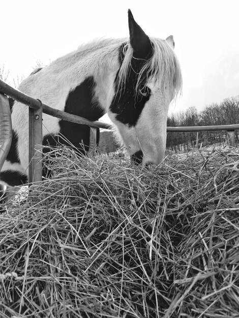 Cavalo comendo feno na fazenda