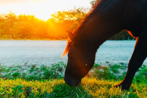 Cavalo comendo grama em um pasto. Animais da Fazenda