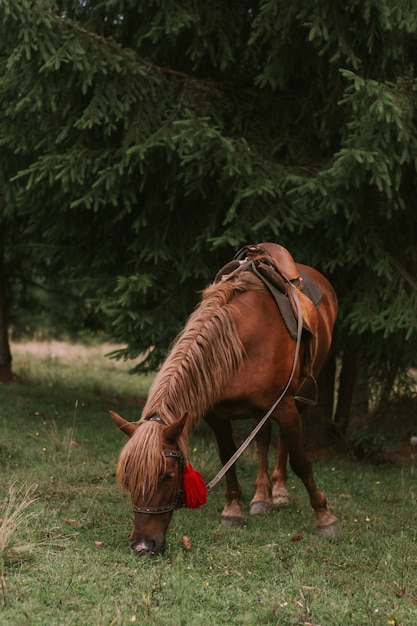 Foto cavalo comendo grama na floresta