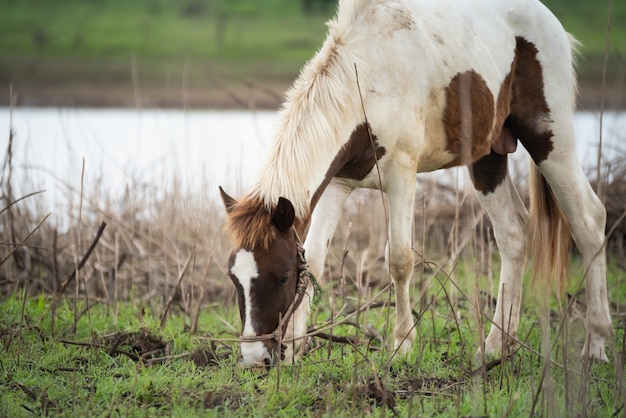 Cavalo comendo grama no campo