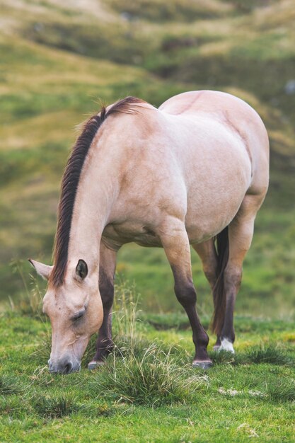 Cavalo comendo grama no prado nos Alpes italianos