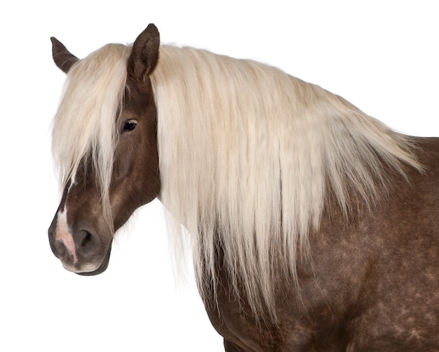 Foto cavalo comtois, um cavalo de tração, equus caballus pé íon branco isolado