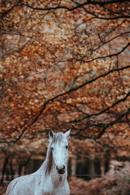 Cavalo contra árvore no campo