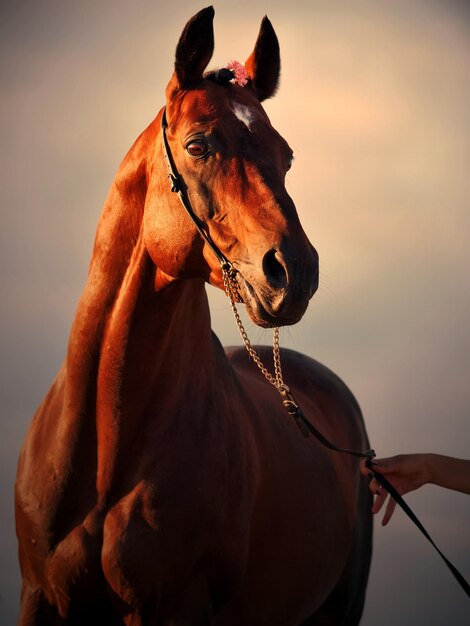 Foto cavalo contra o céu ao pôr-do-sol