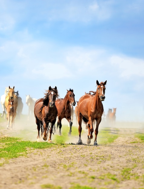 Cavalo corre galope no campo